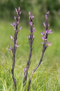 Violet Limodore (Limodorum abortivum)