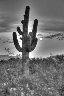 Saguaro (Carnegiea gigantea) with full moon