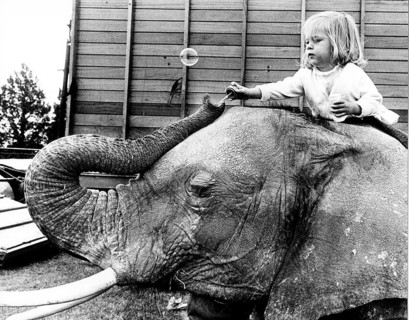 Child sitting on elephant's back