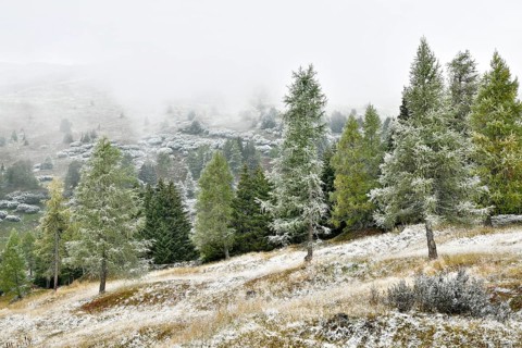 Mountain landscape with coniferous forest