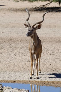 Greater kudu (Tragelaphus strepsiceros)