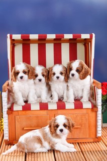 Cavalier King Charles Spaniel