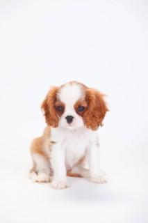 Cavalier King Charles Spaniel