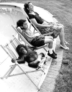 Family with chimpanzee relax at the pool