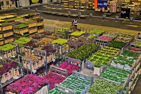 Boxes of flowers ready for dispatch in a warehouse
