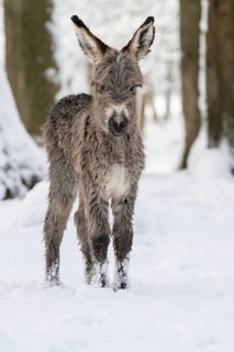 Thuringian forest donkey in the snow