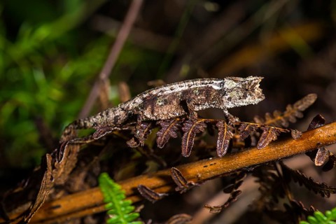 Domergue's leaf chameleon (Brookesia thieli)