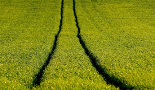 Tire tracks in the middle of a field of corn
