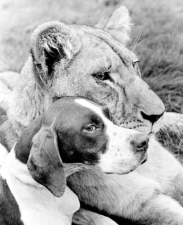 Dog and Lion cuddling