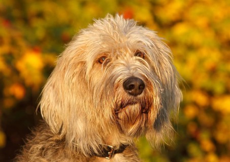 Labradoodle Grand Basset Griffon Vendeen Mongrel