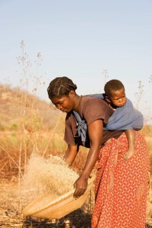 Tonga woman with child on her back sifting grains