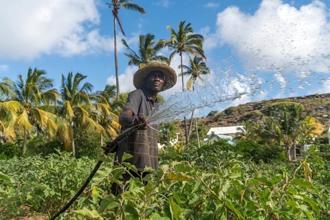 African farmer irrigaties field