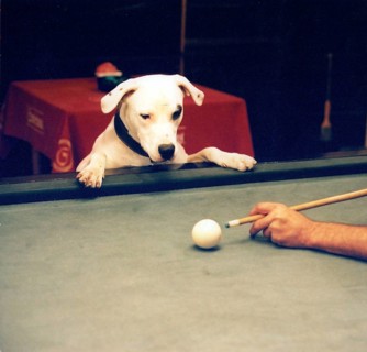 Dog looks billiards player at the shot to approx. 1970s