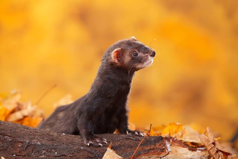 Ferret (Mustela putorius forma domestica) in autumn leaves