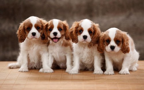 Cavalier King Charles Spaniel