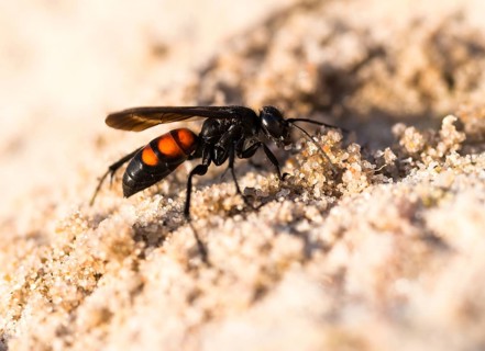 Black-banded spider wasp (Anoplius viaticus)