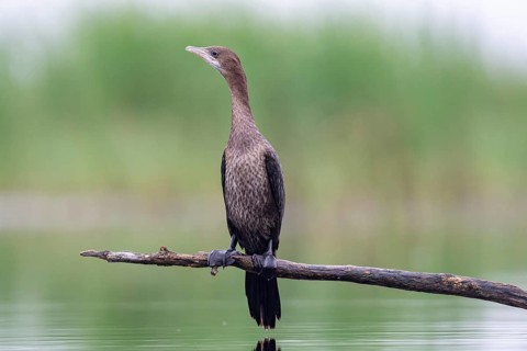 Pygmy Cormorant (Phalacrocorax pygmeus) from the front