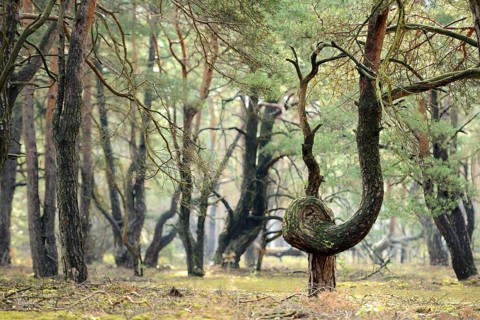 Twisted Pine