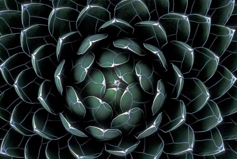 Houseleek (Sempervivum)