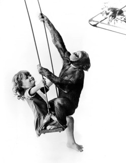 Chimpanzee and girl on the swing