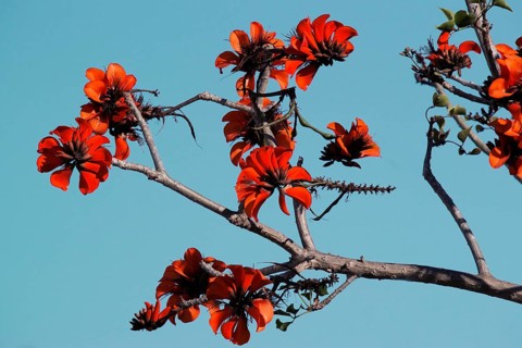 oast coral tree (Erythrina caffra)