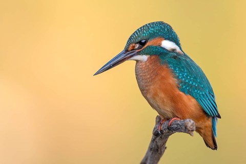 Common kingfisher (Alcedo atthis)