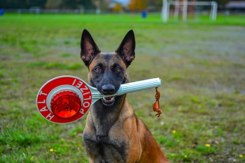 Police dog