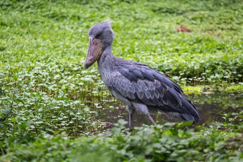 Shoebill (Balaeniceps rex) stands in shallow water