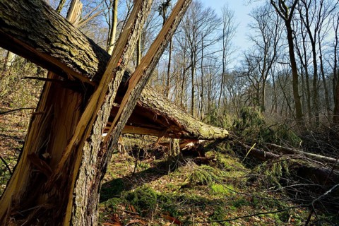 Broken spruce (ficus)