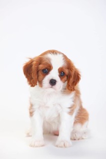Cavalier King Charles Spaniel