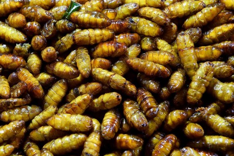 Fried pupated caterpillars