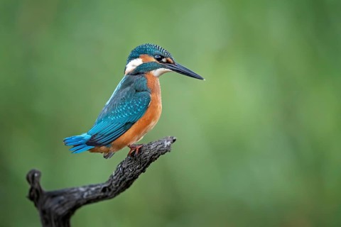 Common kingfisher (Alcedo atthis)