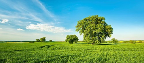 Landscape with oaks