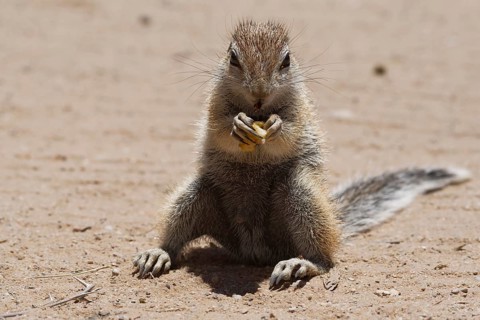 Cape ground squirrel (Xerus inauris)
