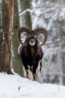 European mouflon (Ovis orientalis musimon)