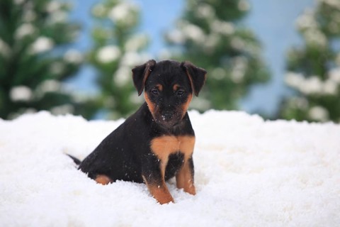 German hunting terrier