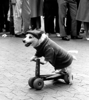 Disguised dog drives scooter