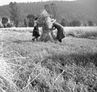 Women collect the harvest