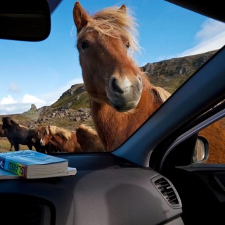 Icelandic horse (Equus ferus caballus) looks curiously into the car