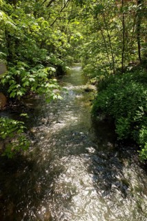 River Dussel im Neandertal