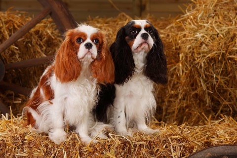 Cavalier King Charles Spaniel