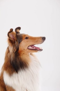 Longhair collie