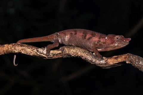 Rhinoceros chameleon (Furcifer rhinoceratus)