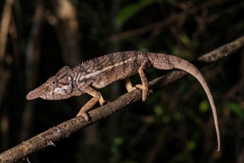 Male rhino chameleon (Furcifer rhinoceratus) on branch