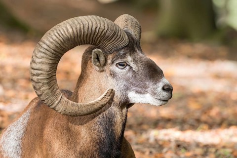 European mouflon (Ovis orientalis musimon)