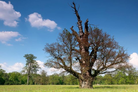 650 years old English oak (Quercus robur)