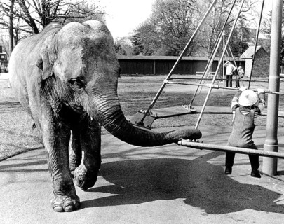 Elephant on the children's playground