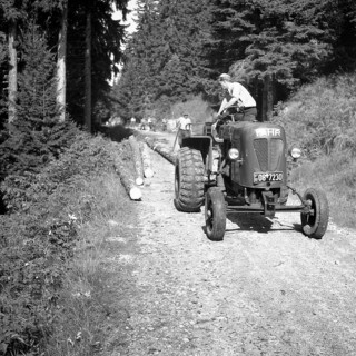 Workers transport tree trunks along a forest path