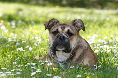 Continental Bulldog