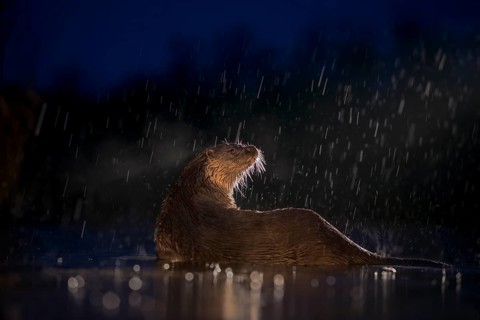 European otter (Lutra lutra) on nocturnal hunting in the water during rain